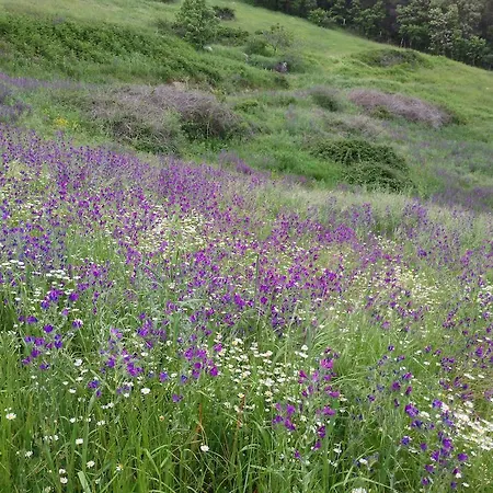 Hotel La Canela Piedralaves