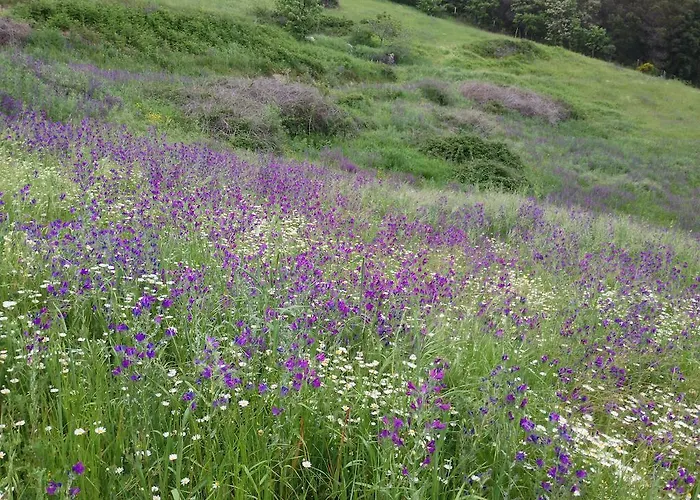 Otel La Canela Piedralaves